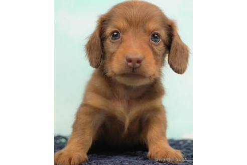 成約済の千葉県のミニチュアダックスフンド(ロングヘアード)-222400の1枚目